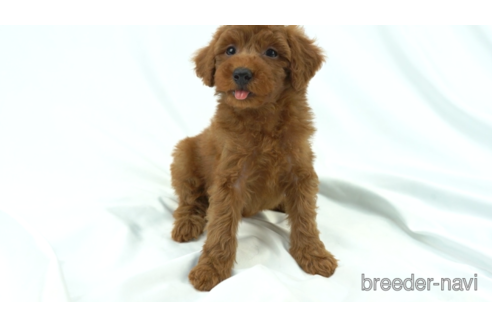 成約済の東京都のトイプードル-154180の2枚目